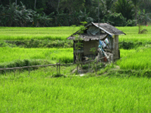 house in rice field